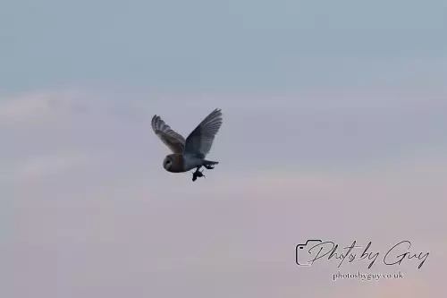 14 August 2024 : Barn Owl West Cumbria