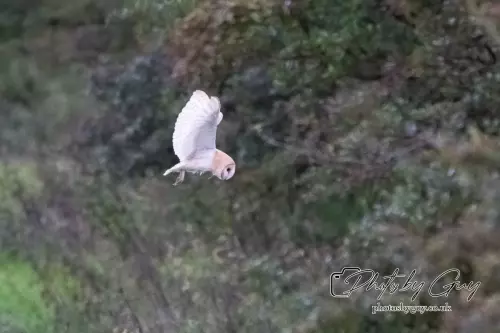 14 August 2024 : Barn Owl West Cumbria
