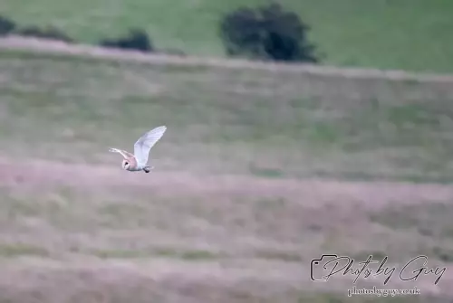 15 August 2024 : Barn Owl in flight Cumbria