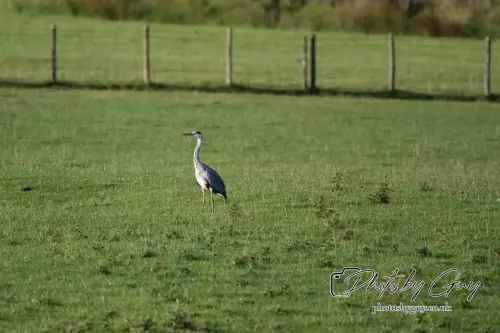 15 August 2024 : Grey Heron Parkside, Cleator Moor, Cumbria