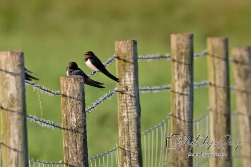 15 August 2024 : Swallows on a fence, Parkside, Cleator Moor, Cumbria