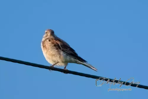20 August 2024 : Linnet, Parkside, Cleator Moor, Cumbria
