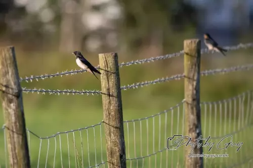 15 August 2024 : Swallows on a fence, Parkside, Cleator Moor, Cumbria