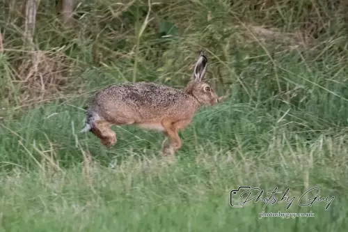 15 August 2024 : Hare , Cumbria