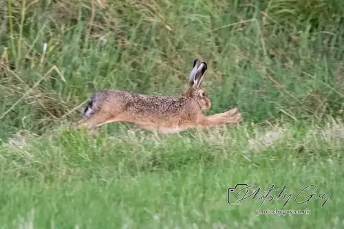 15 August 2024 : Hare , Cumbria