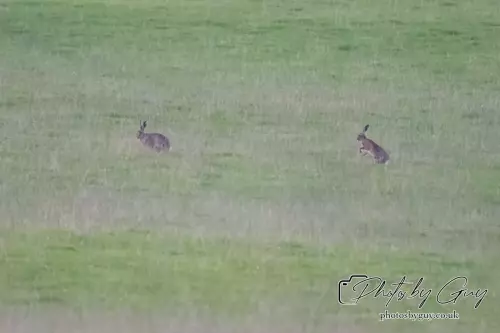 15 August 2024 : Hares , Cumbria