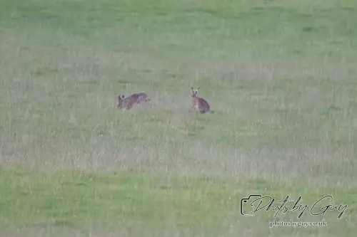 18 August 2024 : haresCumbria