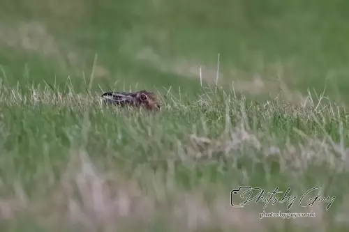 15 August 2024 : Hare , Cumbria