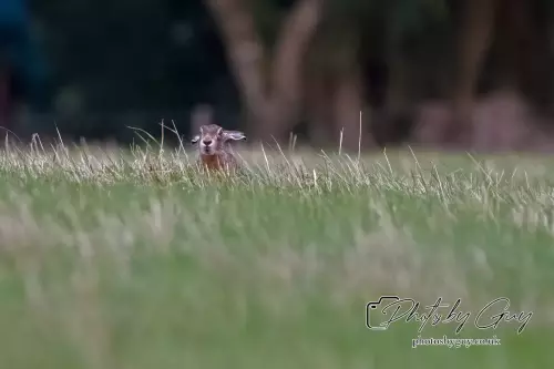 15 August 2024 : Hare , Cumbria