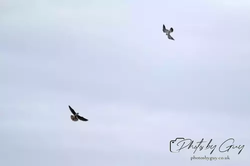 15 August 2024 : Peregrine FalconsCumbria