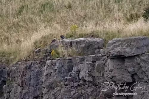 15 August 2024 : Peregrine Falcons Cumbria