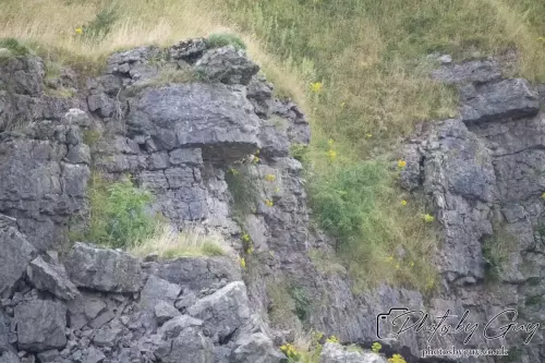 15 August 2024 : Barn Owl chicks Cumbria