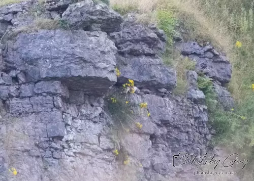 15 August 2024 : Barn Owl chicks Cumbria