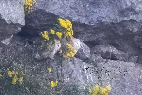 15 August 2024 : Barn Owl chicks Cumbria