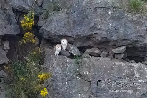Barn Owl Chicks, West Cumbria 24 August 2024