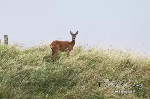 Roe Deer, West Cumbria 24 August 2024