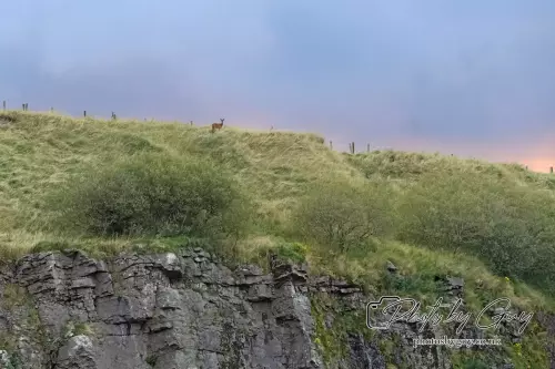 Roe Deer, West Cumbria 24 August 2024