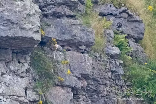 29 August 2024 : Last Barn Owl chick in the nest