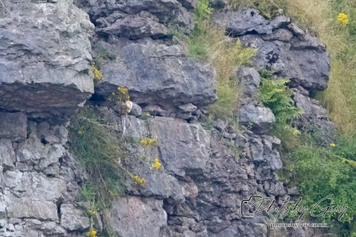 26 August 2024 : Barn Owl Chicjs, West Cumbria