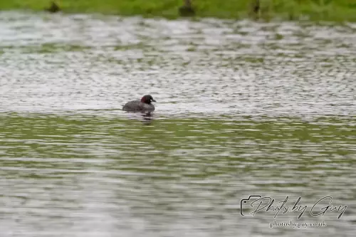 3o August 2024 : Little Grebe on the pond at Parkside