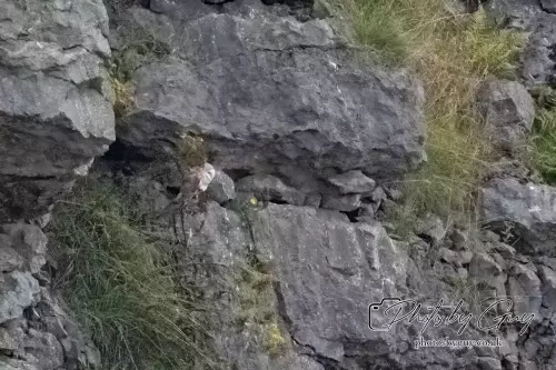 28 August 2024 : Last Barn Owl chick in nest