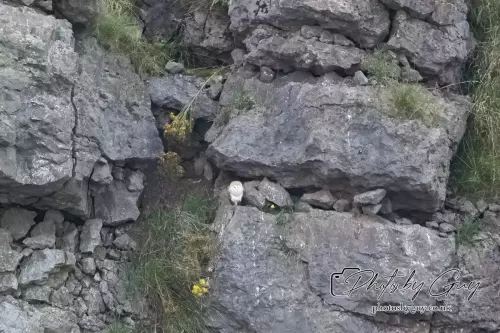 29 August 2024 : The Last Barn Owl chick in the nest
