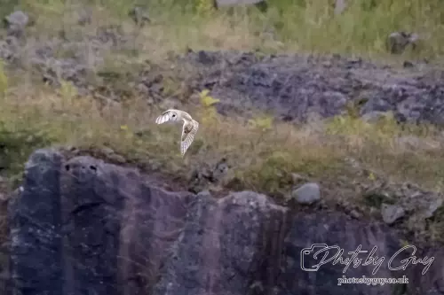 29 August 2024 : Barn Owl in flight