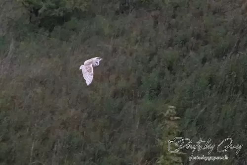 29 August 2024 : Barn Owl in flight