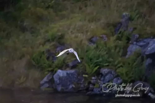 DSC_1532-29 August 2024 : Barn Owl in flight