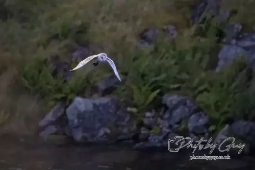 29 August 2024 : Barn Owl in flight