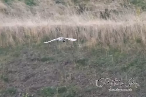 1 September 2024 : Barn Owl in flight in West Cumbria