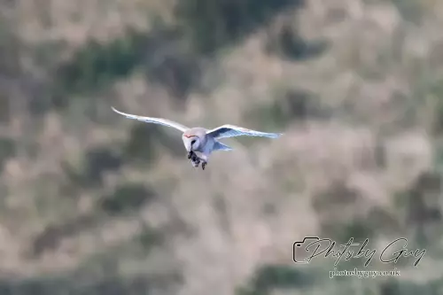 1 September 2024 : Barn Owl in flight in West Cumbria