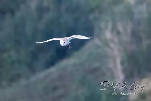 1 September 2024 : Barn Owl in flight in West Cumbria