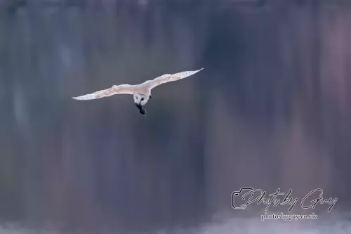 1 September 2024 : Barn Owl in flight in West Cumbria