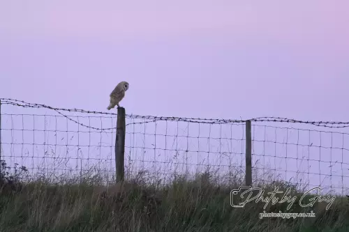 1 September 2024 : Barn Owl perched in West Cumbria