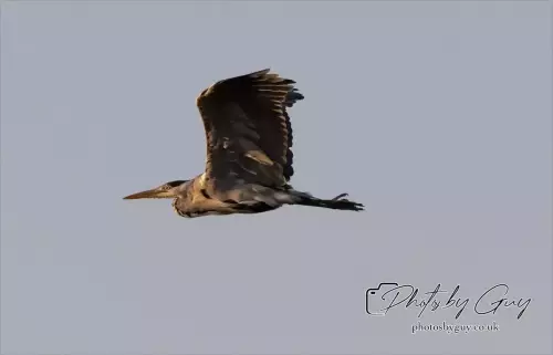 1 September 2024 : Heron in the SunriseWest Cumbria