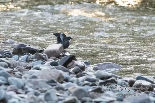 1 September 2024 : Dipper looking for food West Cumbria