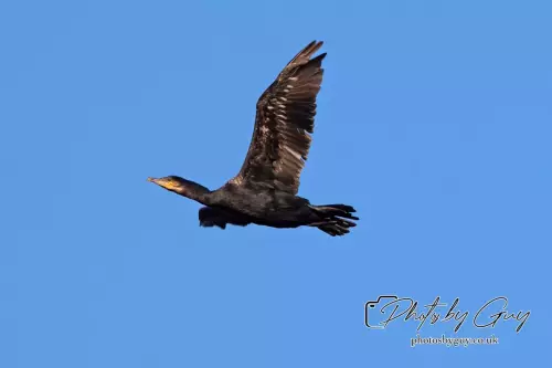1 September 2024 : Cormorant in flight West Cumbria