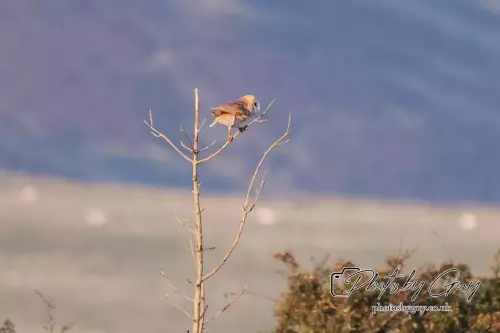 1 September 2024 : Barn Owl perched in West Cumbria