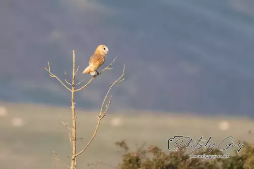 1 September 2024 : Barn Owl perched in West Cumbria