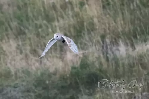 1 September 2024 : Barn Owl in flight in West Cumbria