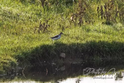 4 Sept 2024 : Common Sandpiper, Parkside, Cumbria