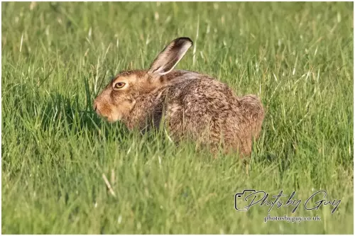 4 September 2024 : Hare West Cumbria