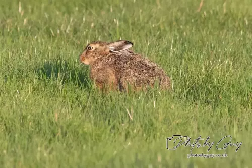 4 September 2024 : Hare West Cumbria
