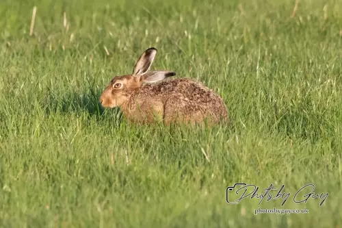 4 September 2024 : Hare West Cumbria