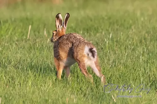 4 September 2024 : Hare West Cumbria
