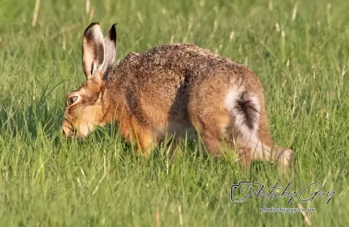 4 September 2024 : Hare West Cumbria