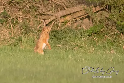 4 September 2024 : Hare West Cumbria