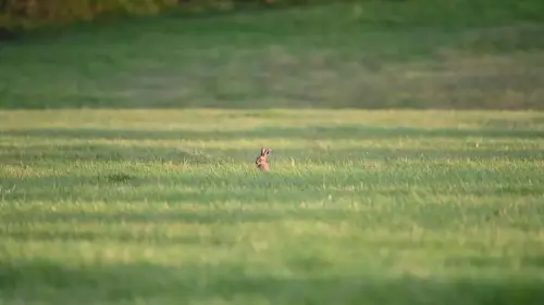 10 Sept 2024 : Leveret hiding in the grass, West Cumbria