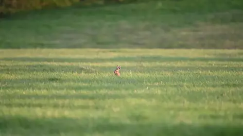 12 Sept 2024: West Cumbria, Leveret Hare 